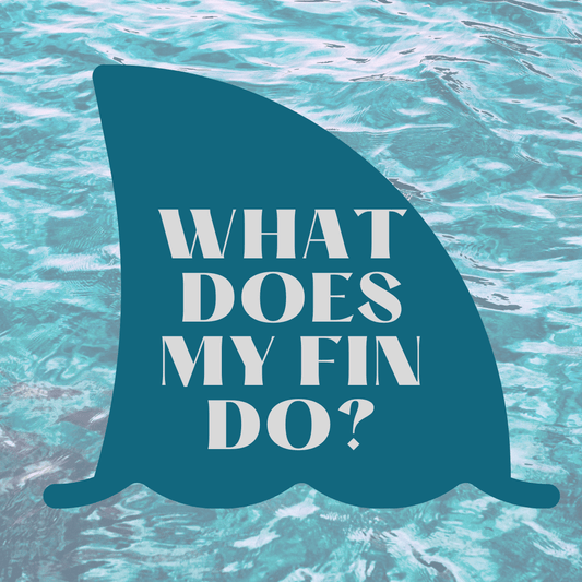 What does a fin do on a paddleboard? | Poole Harbour Watersports - Poole Harbour Watersports